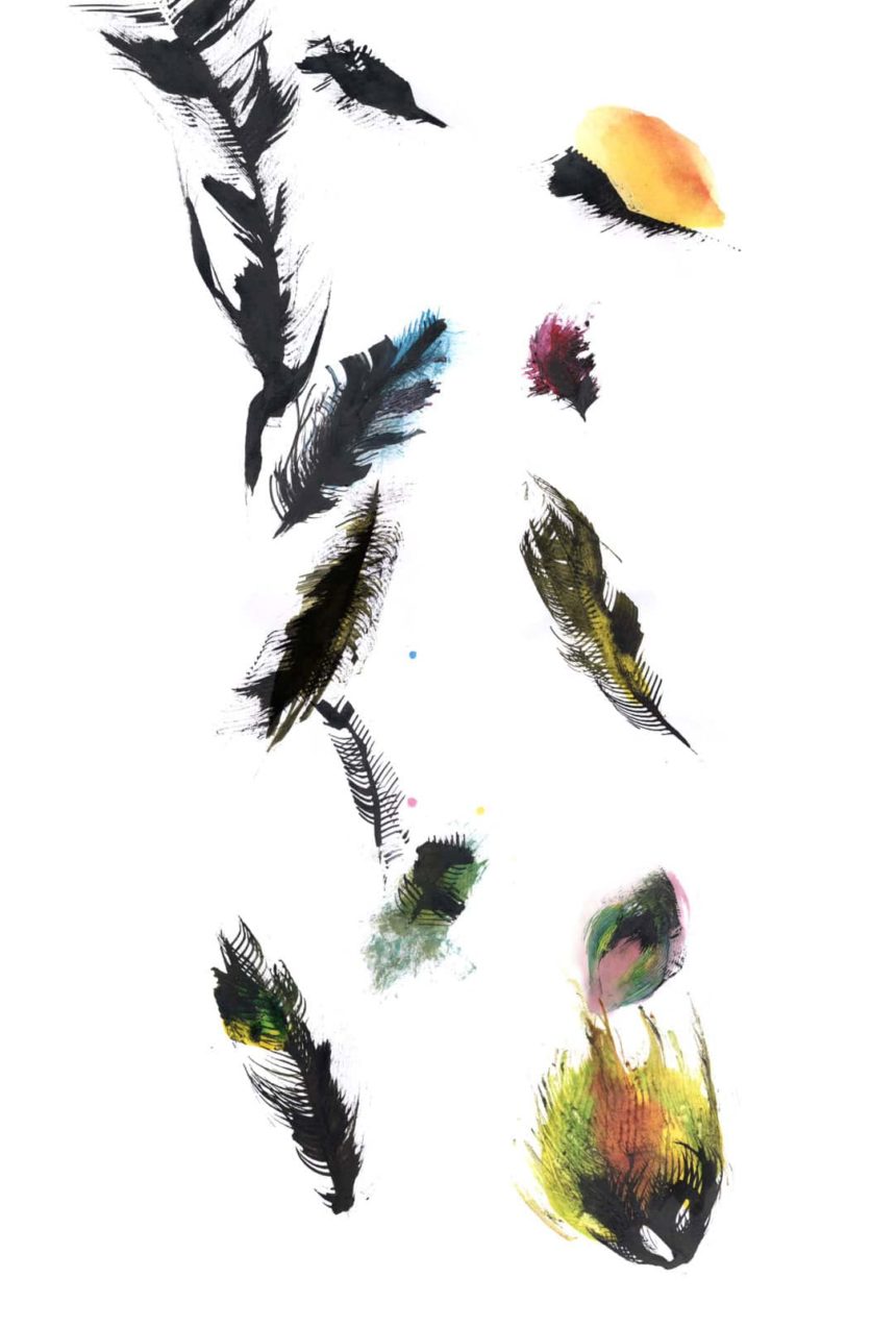 Illustration de plumes noires et colorées.