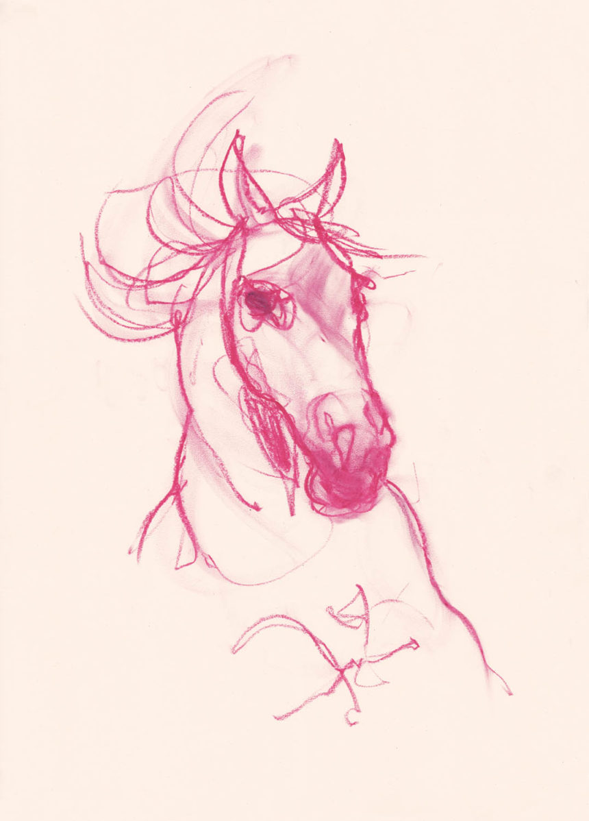 Illustration of horse, pink pencil, for ShowStudio 2017.